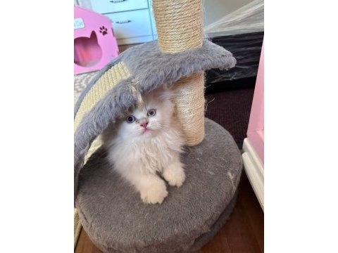 Maviş british longhair kızımıza yuva arıyoruz