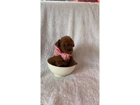 Irk ve sağlık garantili kore poodle bebekleri