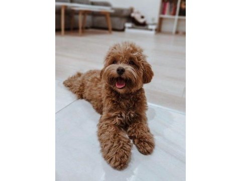 Irk ve sağlık garantili poodle köpeği