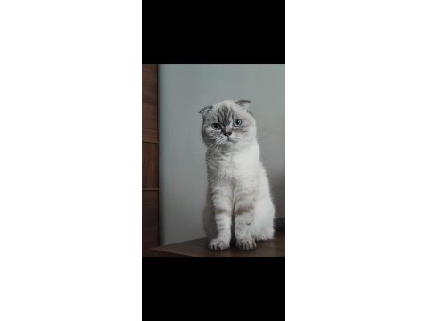 Scottish fold kedimiz