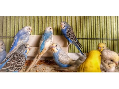 Muhabbet kuşu jumbo, rainbow takımları ve yavruları
