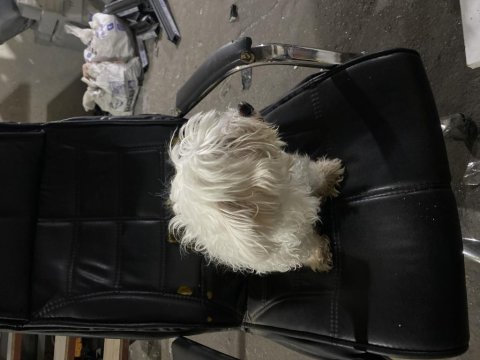 Maltese terrier sakin uslu eğitimli