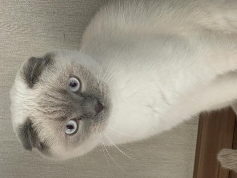 Scottish fold blue point