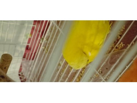 Jumbo erkek muhabbet kuşu