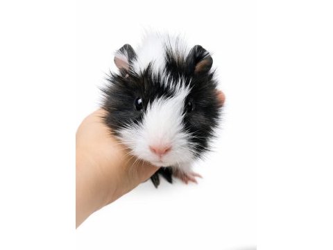 Gine pig yavru ve yetişkin