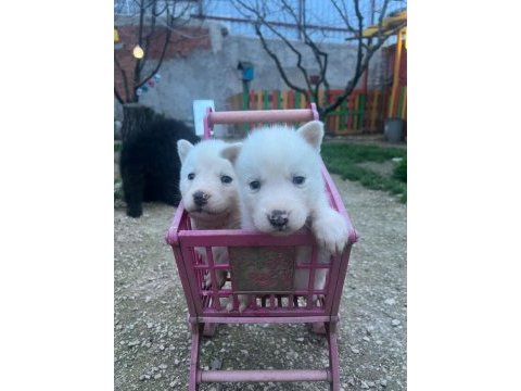 Safkan husky yavruları