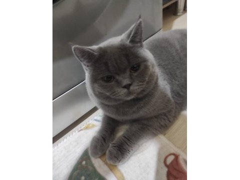 British shorthair yavrular