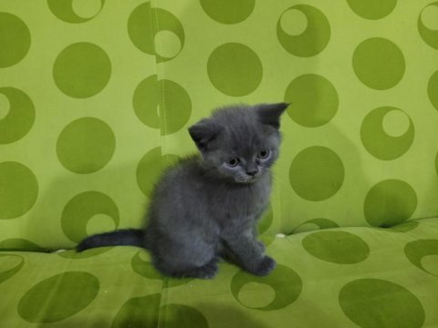 British shorthair yavru kedilerimiz