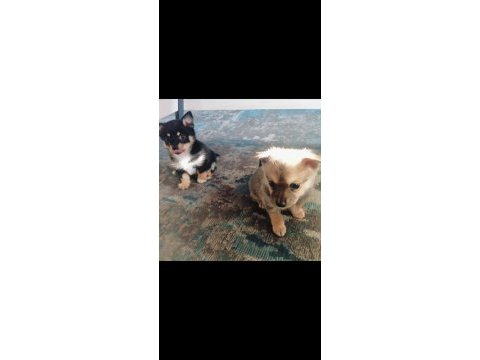 2 aylık çiş pedi eğitimli chihuahua
