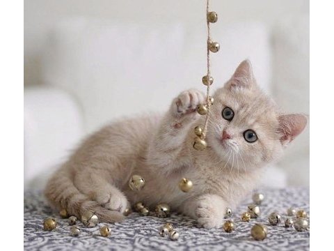 British shorthair lilac gold dişi yavru