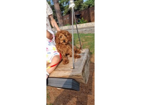 Minyatür poodle