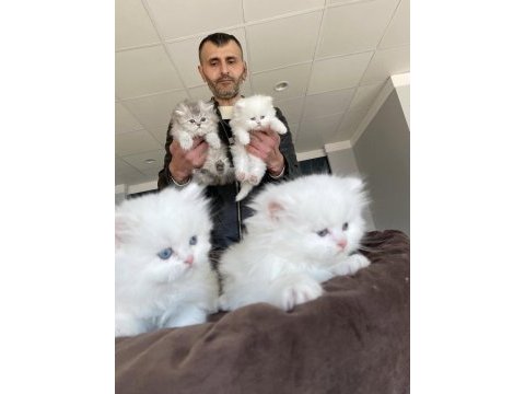 Show kalite orjinal ırk yavru kedilerimiz geldi