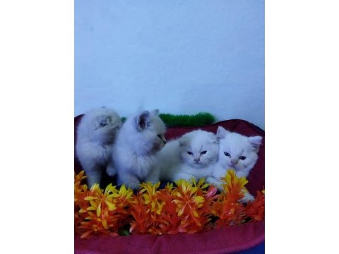 Muhteşem güzellikte beyaz scottish fold yavrularımız
