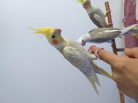2024 sultan papağanı whiteface-pearl-cinnamon