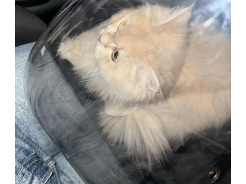 British longhair 1 yaşında