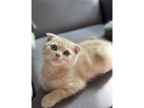 Erkek scottish fold