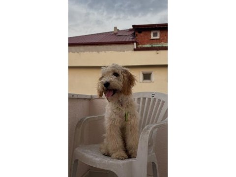 Maltipoo ateş