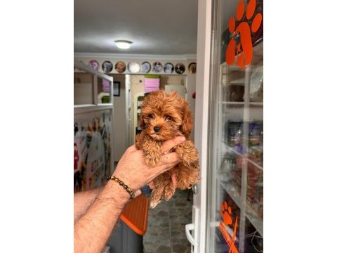 Muhteşem maltipoo yavrum