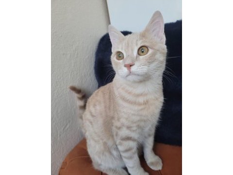 Tekir kedi ilanı