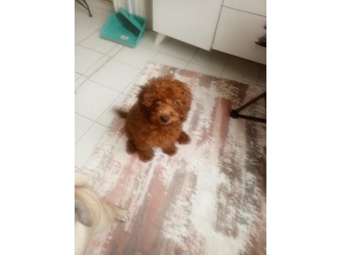 4 aylık dişi poodle