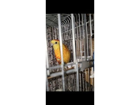 Şarkıcı paraket takımı kuşumuz