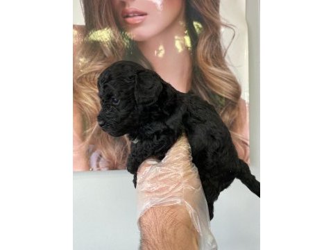 Toy poodle yavrum