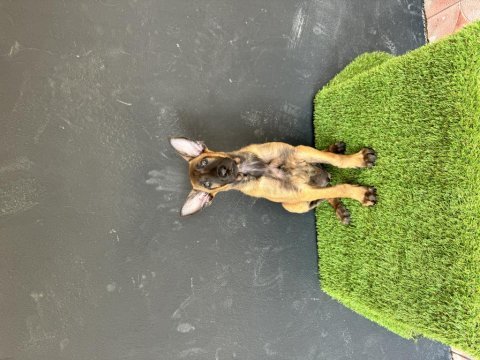 Erkek malinois yavrum