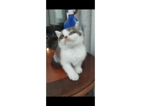 Çikolata kedilerim