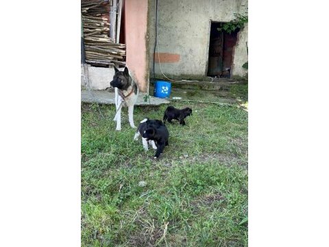 Amerikan akita yavrular
