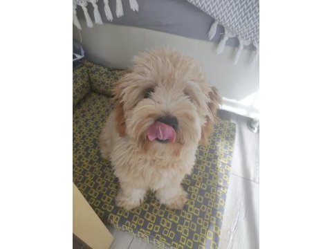 10 aylık eğitimli maltipoo