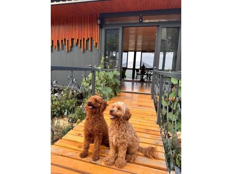 Toy poodle yavrular