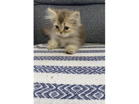 İki minik pati kedimiz