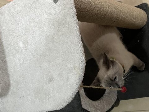 British shorthair kedimize acil yuva aranıyor