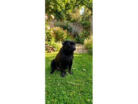 Mops siyah pug son yavru