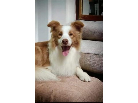 Trde tek fcı kıf a şecereli 1840 a kadar soyağacı collie