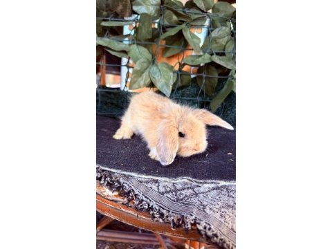 Safkan hollanda teddy lop tavşanı yavrular