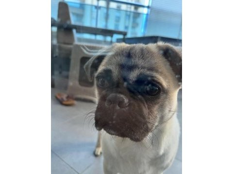 Safkan pug yavrumuz