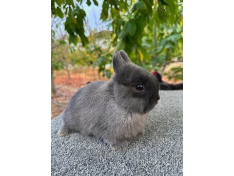Blue renk hollanda cüce tavşanlar