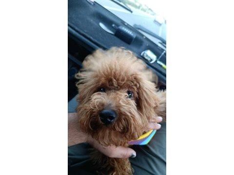 5 aylık tüm aşıları tam toy poodle