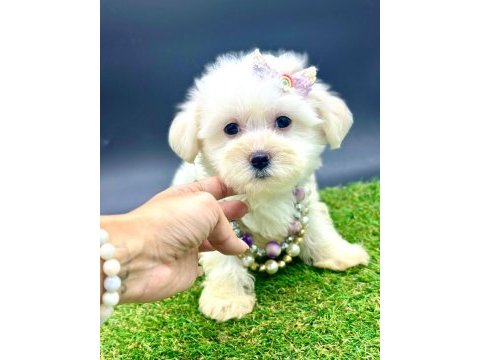 65 günlük dişi köpeğimiz
