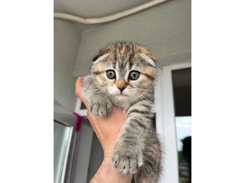Sahiplendirilecek yavru scottish fold