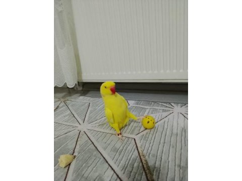 Evcil erkek pakistan papağanı