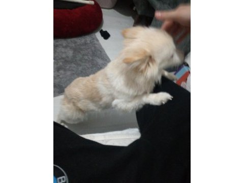 Sahibinden 2 yaşında pomeranian köpeği