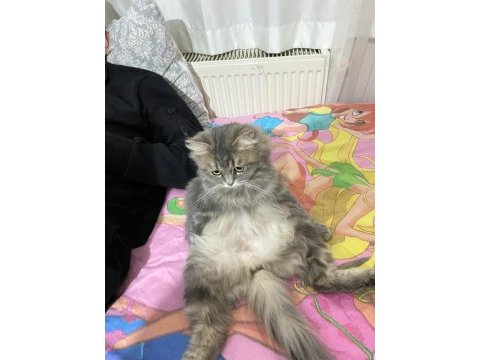 1 buçuk yaşında dişi kedimiz