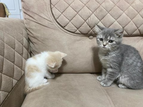 Kayseri içi british shorthair sahiplendirme yapılacaktır