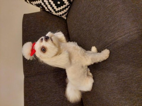 Orijinal maltese terrier 1 yaşında dişi