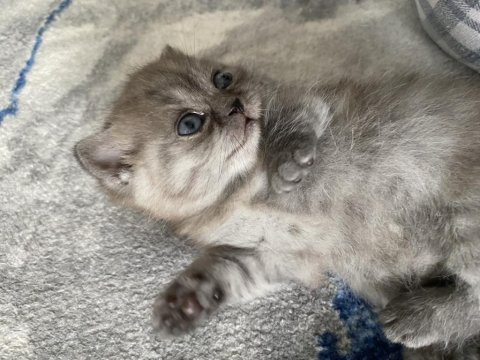 20 mart doğumlu scottish fold dişi erkek yavru