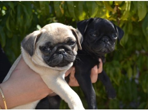 3 adet dişi pug bebek