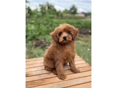 Red maltipoo erkek küt burun