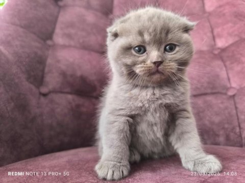 40 günlük scottish fold yaş mama ve tuvalet eğitimli